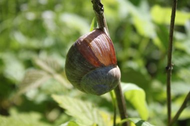 ormanda bağ SALYANGOZ