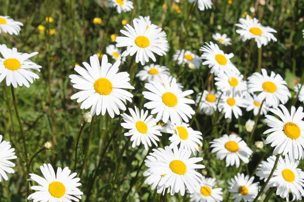 Veel Marguerites Tuin — Stockfoto