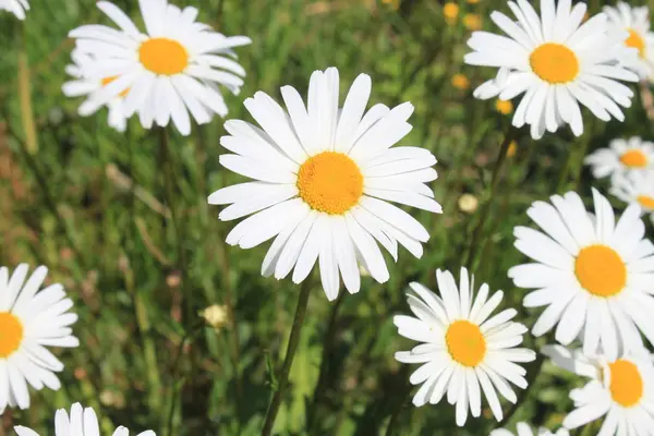 Mnoho Margueritů Zahradě — Stock fotografie