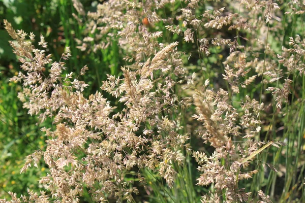 Herbe Dans Une Prairie Été — Photo