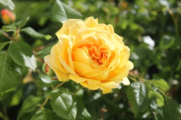 Rosa Amarela Jardim — Fotografia de Stock