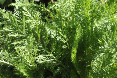 bir çayır üzerindeki yarrow alanı