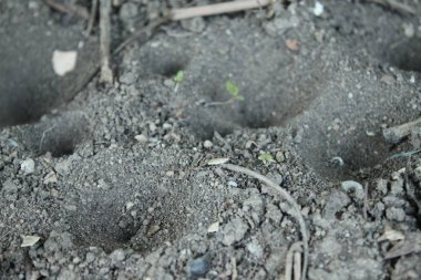 bahçede zemin içinde antlion