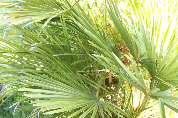 Palm Tree Garden — Stock Photo, Image