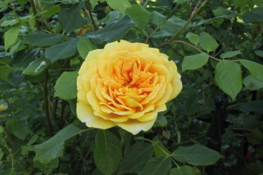 Bahçedeki sarı gül