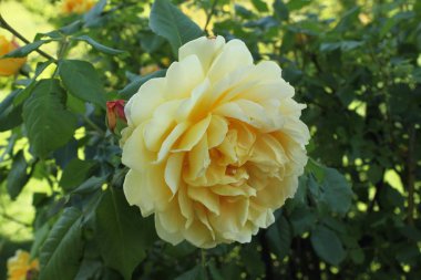 Bahçedeki sarı gül