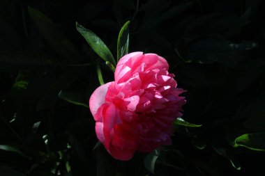 Bahçede pembe şakayık