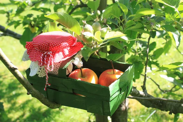Äpplen Och Läcker Äppel Gelé — Stockfoto