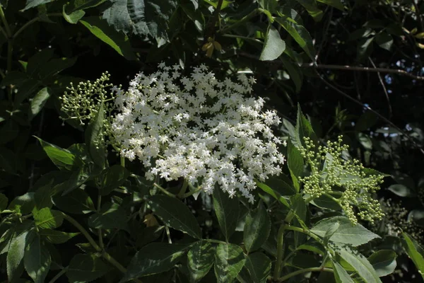 Fläder Med Blommor Ren — Stockfoto