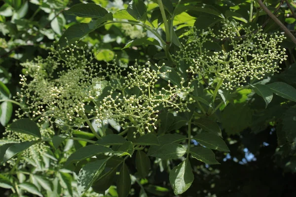 Fläder Med Blommor Ren — Stockfoto