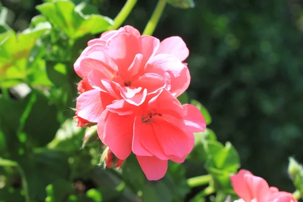 Pelargonien Gürtelrose Garten — Stockfoto