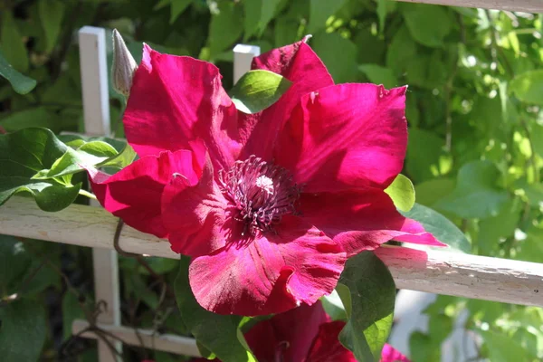 Beautiul Clematis Jardim — Fotografia de Stock