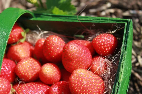 strawberries in a strawberry field