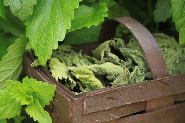 lemon balm and lemon balm tea