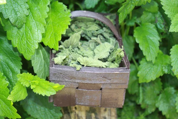 lemon balm and lemon balm tea