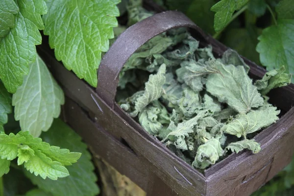 lemon balm and lemon balm tea