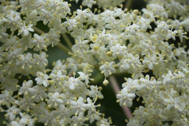 İlkbaharda çiçek açan daha yaşlı.