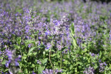 çayır adaçayı bir alan