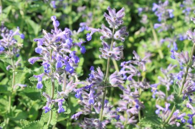 çayır adaçayı bir alan