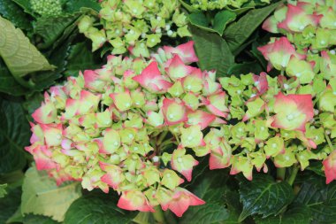 Bahçedeki pembe ortanca.