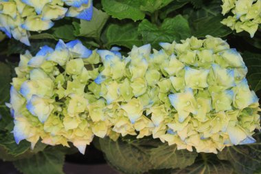 Bahçedeki pembe ortanca.