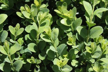 bahçedeki bux yaprakları