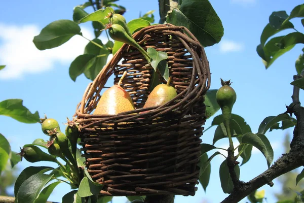 Pears Basket Pear Tree — Stock Photo, Image