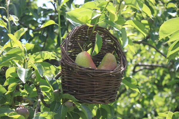 Päron Korg Ett Päronträd — Stockfoto