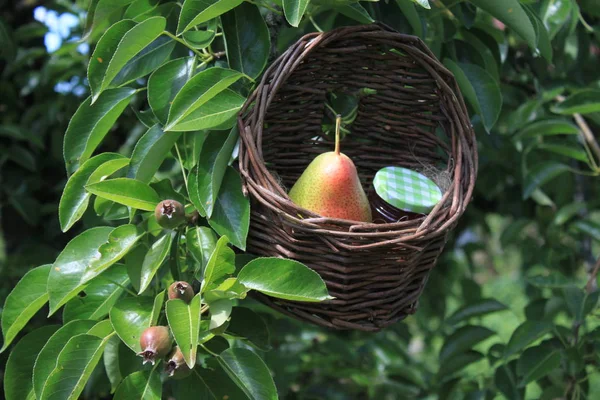 Päron Gelé Päronträd — Stockfoto