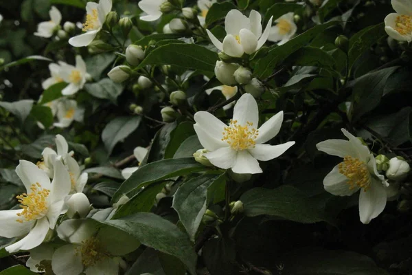 Schöner Jasmin Garten — Stockfoto