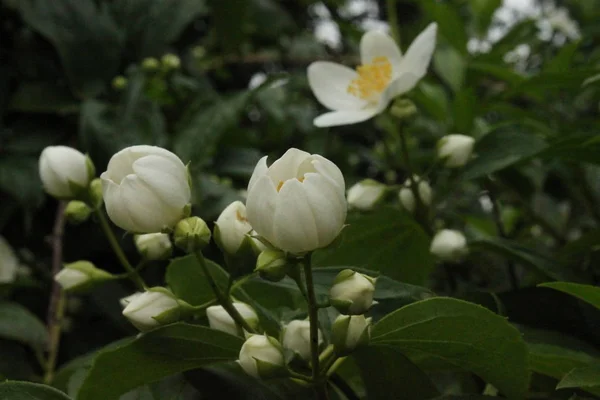 White Jasmine Garden — Stock Photo, Image