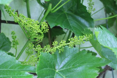 Bahçedeki olgunlaşmamış üzümler