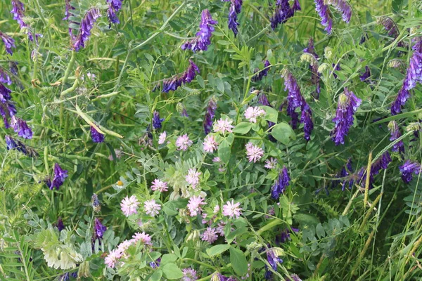 自然の中の野生の花 — ストック写真