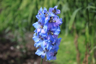 Bahçedeki mavi tarla kuşu