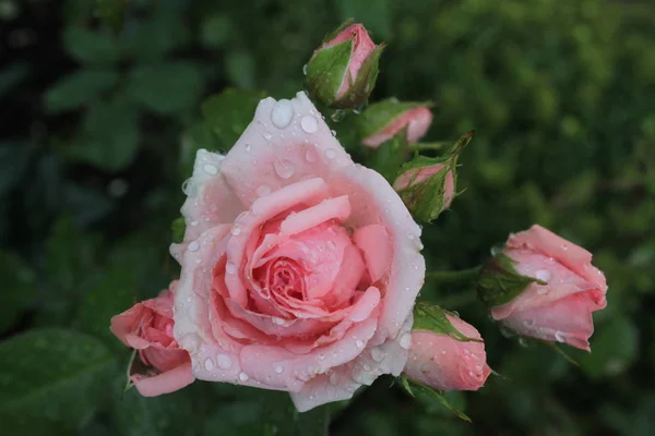 Róża Ogrodzie — Zdjęcie stockowe