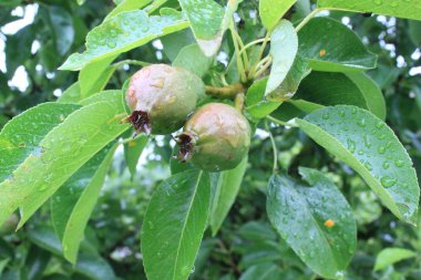 yağmurdan sonra küçük armut