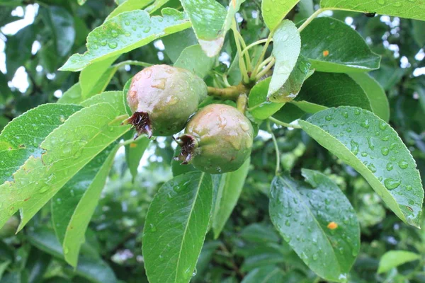 Petites Poires Après Pluie — Photo