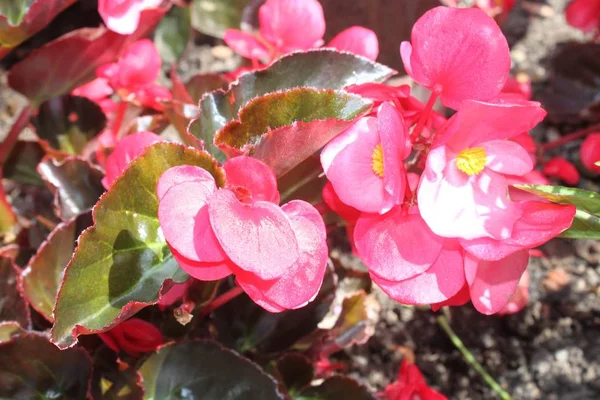 Begonia Cera Jardim — Fotografia de Stock