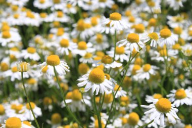 blossoming chamomile in the garden clipart