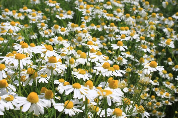 Blossoming Chamomile Garden — Stock Photo, Image