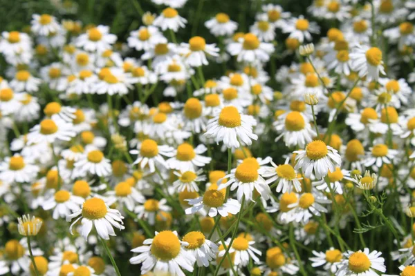 Kvetoucí Heřmánek Zahradě — Stock fotografie