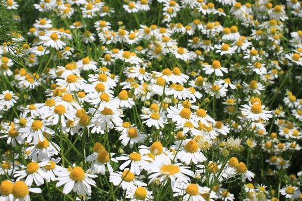 Bloeiende Kamille Tuin — Stockfoto