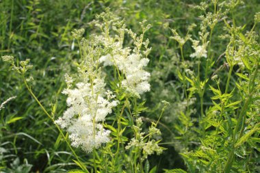 botanik, orman, büyüme, mantar, mantar, doğal, doğa, bitki