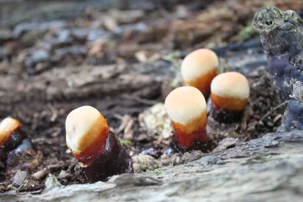 Pilze Auf Einem Baum Wald — Stockfoto