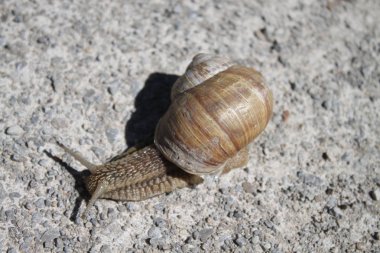 sokakta bağ salyangoz