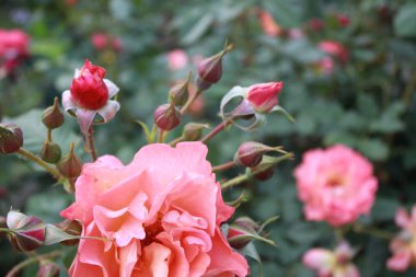 Bahçede tomurcukları olan pembe bir gül