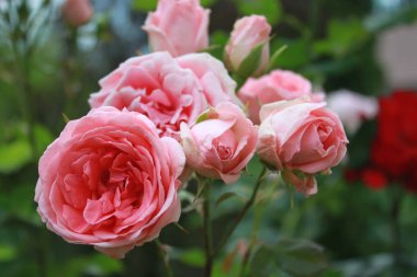 Bahçede tomurcukları olan pembe bir gül