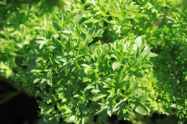 bahçede maydanoz tarlası