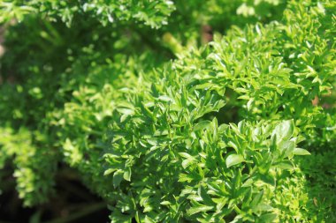 bahçede maydanoz tarlası