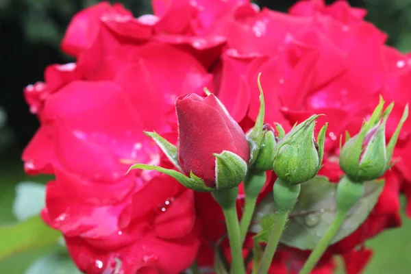 Rosa Rossa Giardino — Foto Stock